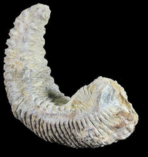 Cretaceous Fossil Oyster (Rastellum) - Madagascar #54419